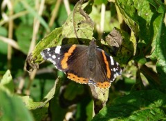 Fonds d'cran Animaux papillon