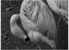 Fonds d'cran Animaux Flamands Roses