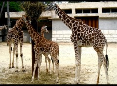 Fonds d'cran Animaux Girafes