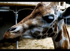 Fonds d'cran Animaux Girafes