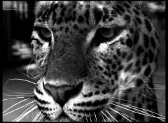 Wallpapers Animals Jaguar