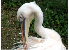 Fonds d'cran Animaux Oiseau