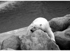 Fonds d'cran Animaux Ours Polaire