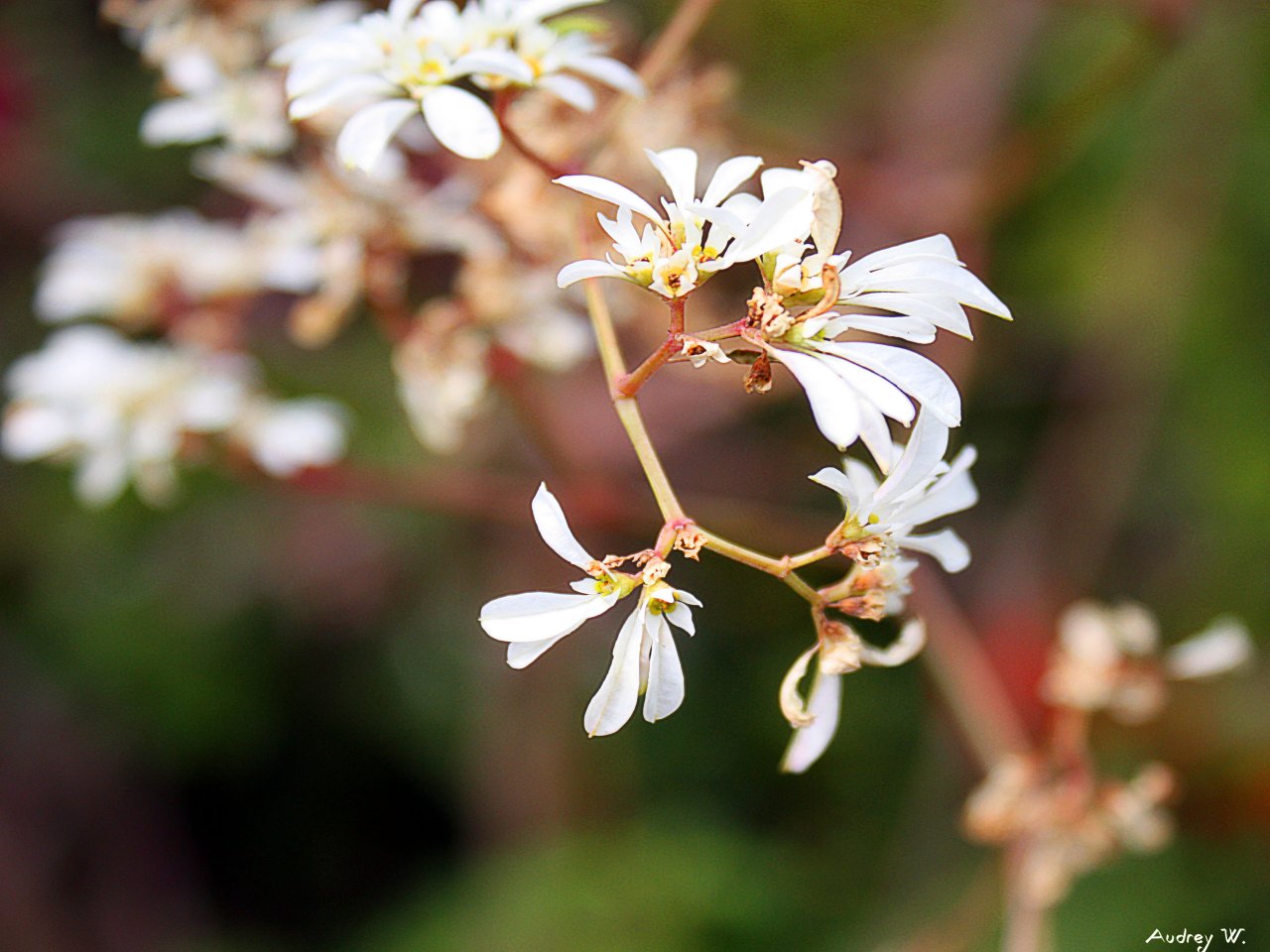 Fonds d'cran Nature Fleurs 