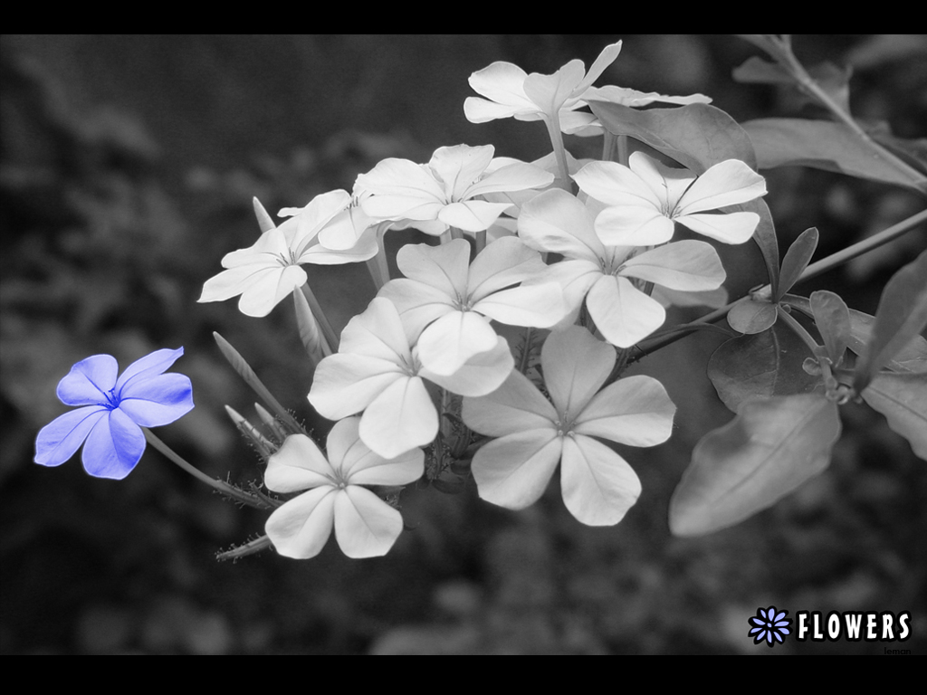 Fonds d'cran Nature Fleurs Flowers