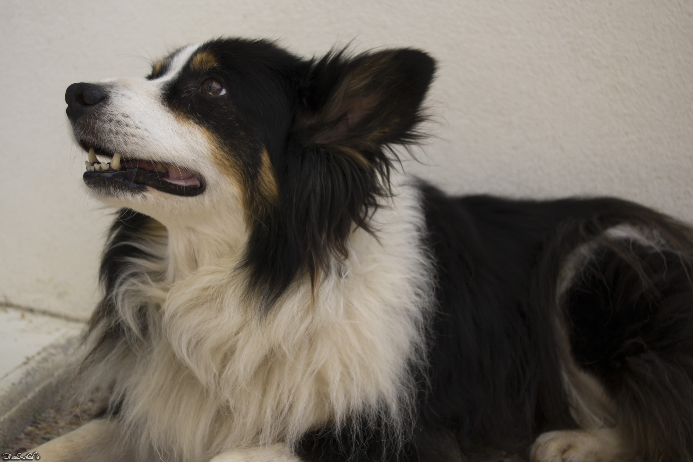 Wallpapers Animals Dogs Obi, Border Collie