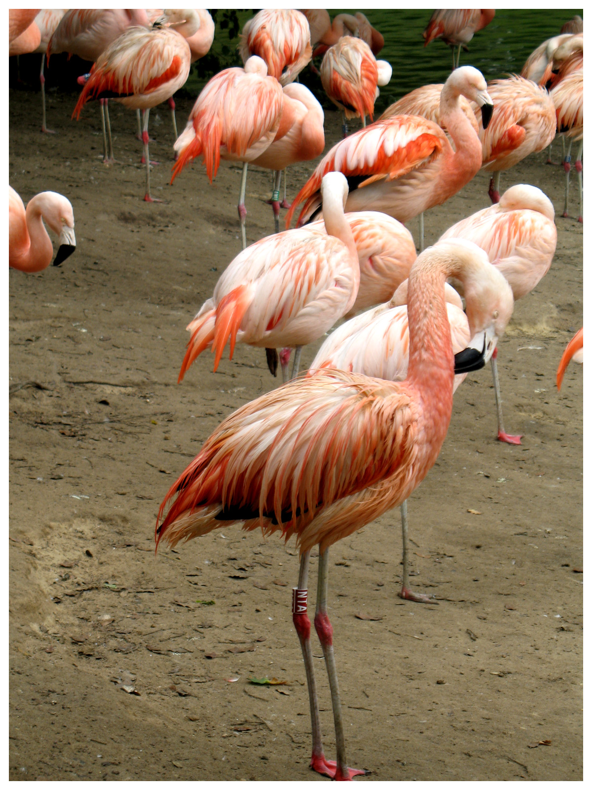 Fonds d'cran Animaux Oiseaux - Flamants Flamands Roses