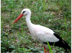 Fonds d'cran Animaux Oiseau