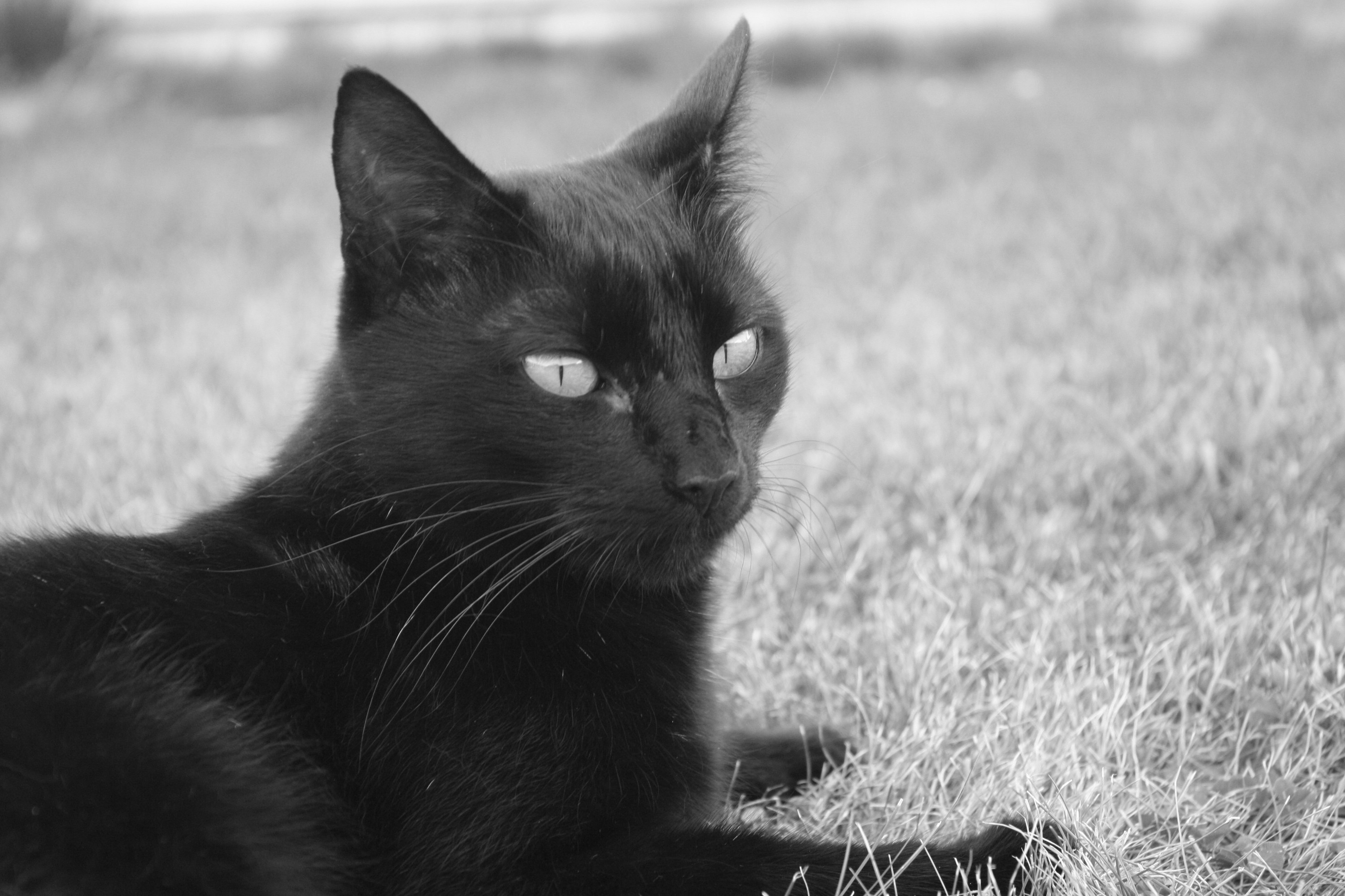 Fonds d'cran Animaux Chats - Chatons Paprika B&W