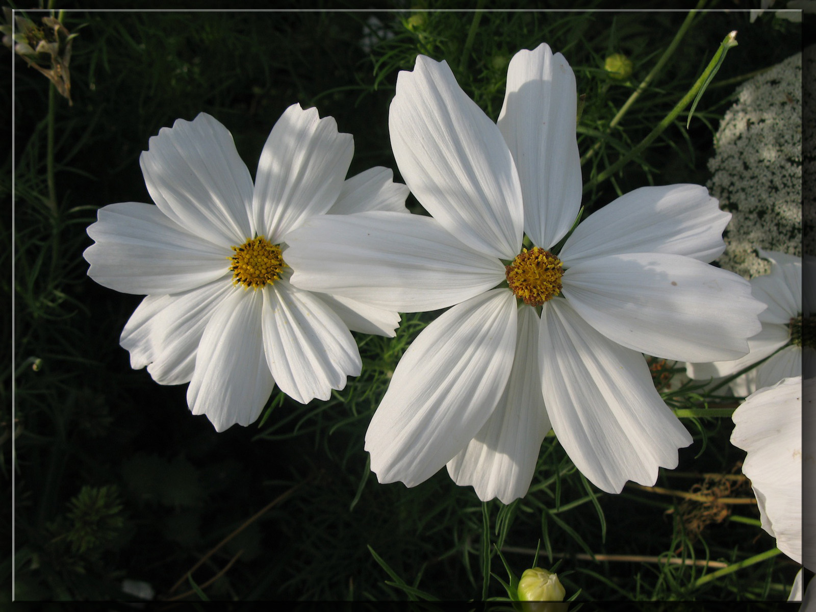 Wallpapers Nature Flowers Compose