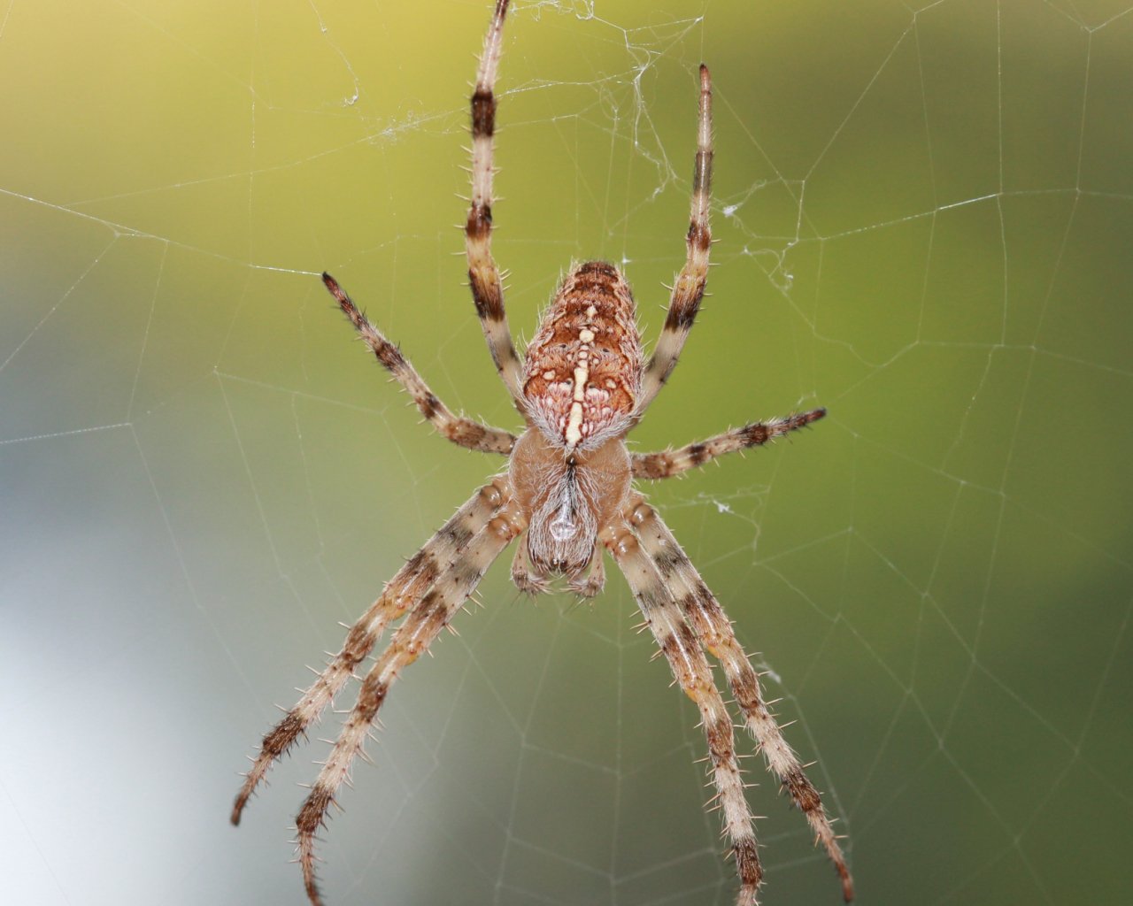 Wallpapers Animals Spiders 