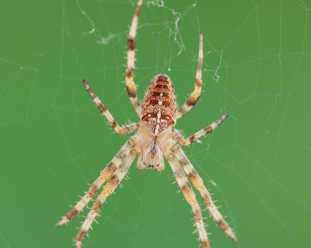 Wallpapers Animals Spiders 