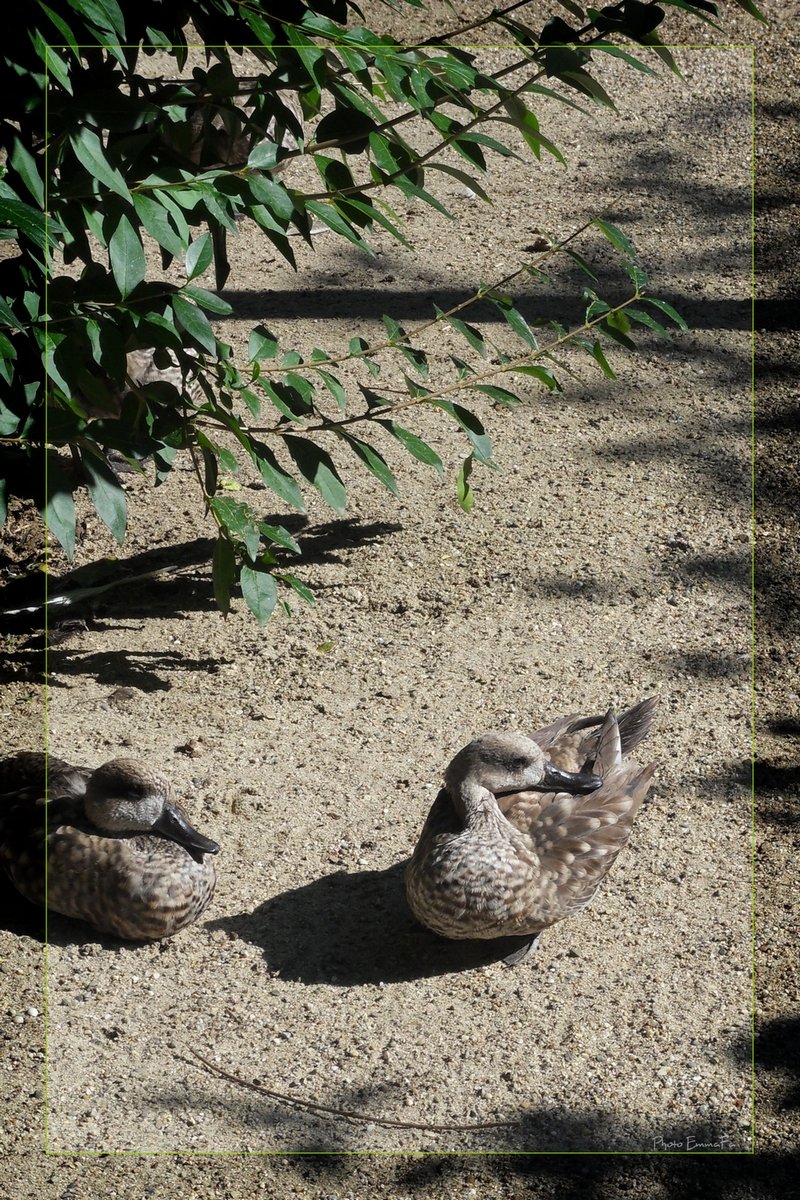 Wallpapers Animals Birds - Ducks Canards