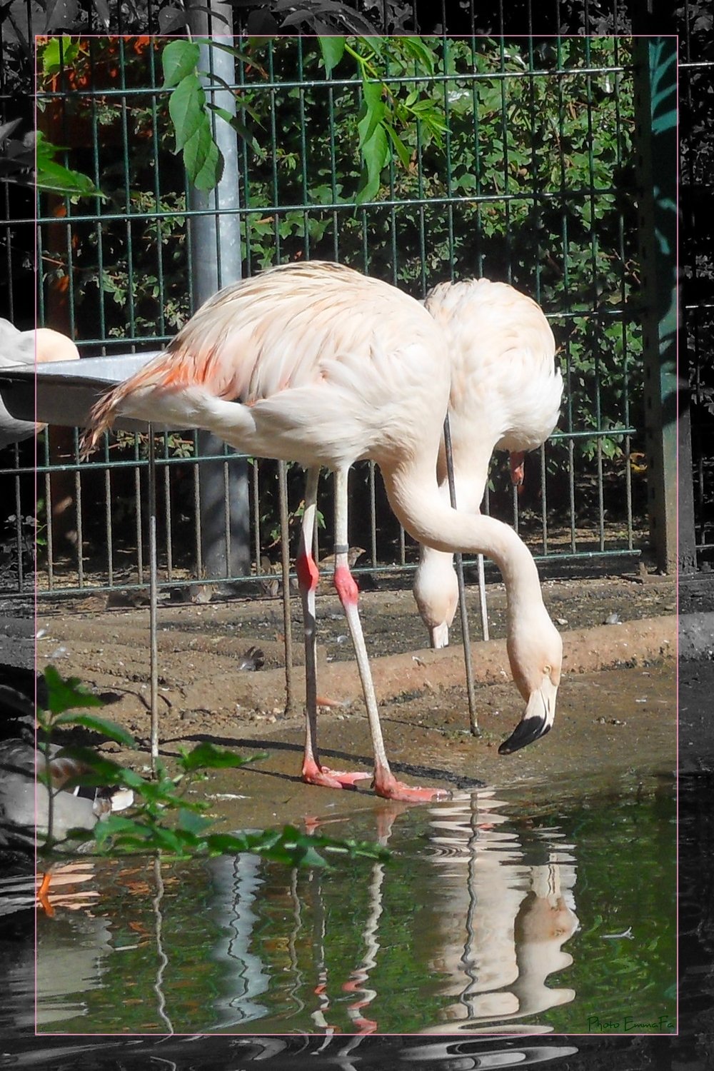 Fonds d'cran Animaux Oiseaux - Flamants Flamants roses