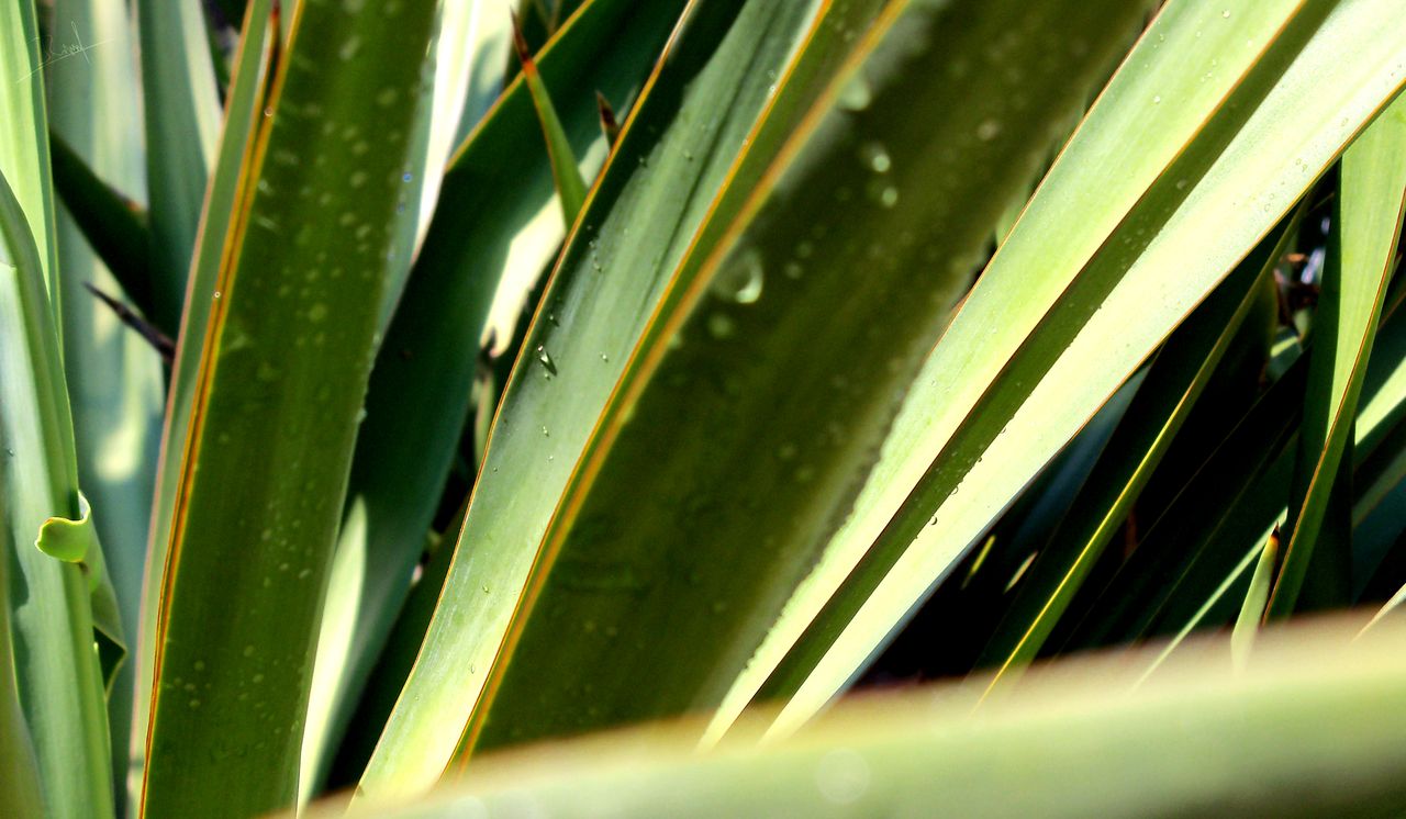 Wallpapers Nature Leaves - Foliage 