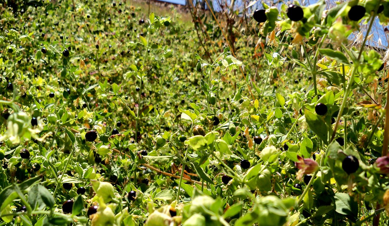 Fonds d'cran Nature Herbes 