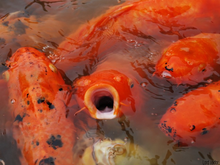 Fonds d'cran Animaux Poissons d'eau douce Carpe Koi