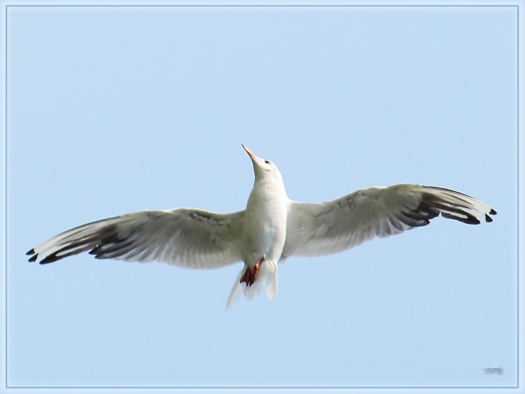 Wallpapers Animals Birds - Gulls Mouette 22810 2