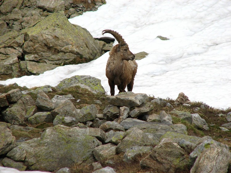 Fonds d'cran Animaux Bouquetins Bouquetin au col de Fenestre ( Mercantour )