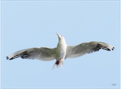 Wallpapers Animals Mouette 22810 2