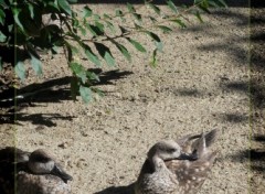 Fonds d'cran Animaux Canards