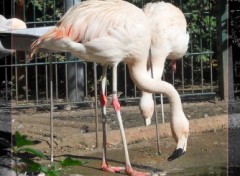 Wallpapers Animals Flamants roses