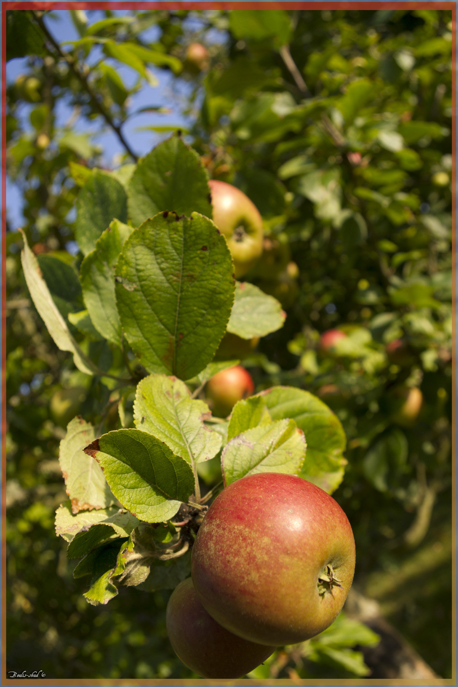 Wallpapers Nature Fruits Pommes