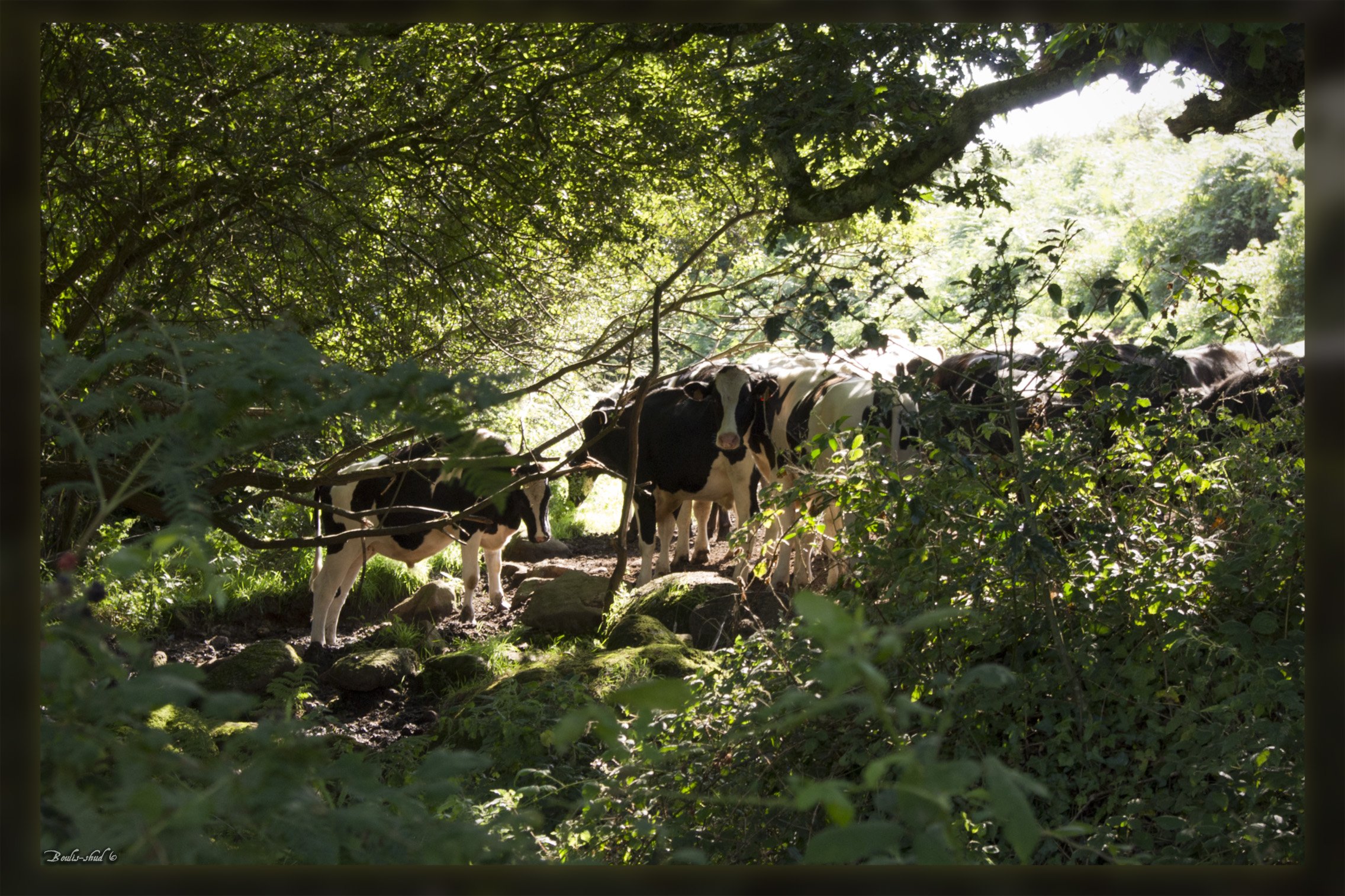 Fonds d'cran Animaux Vaches - Taureaux - Boeufs Bovins