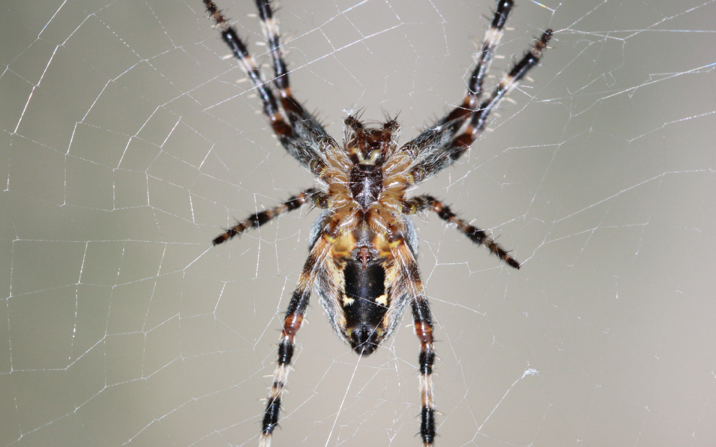 Fonds d'cran Animaux Araignes 