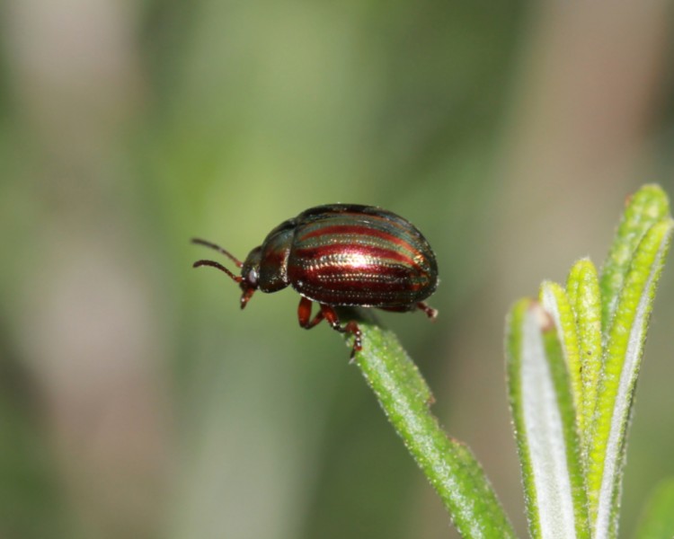 Fonds d'cran Animaux Insectes - Scarabes Wallpaper N267684