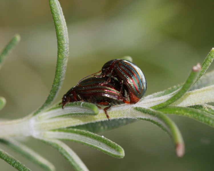 Wallpapers Animals Insects - Beetles Et oui ! Les scarabes aussi ^^