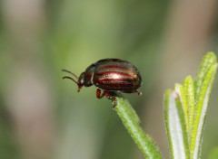 Fonds d'cran Animaux Image sans titre N267684