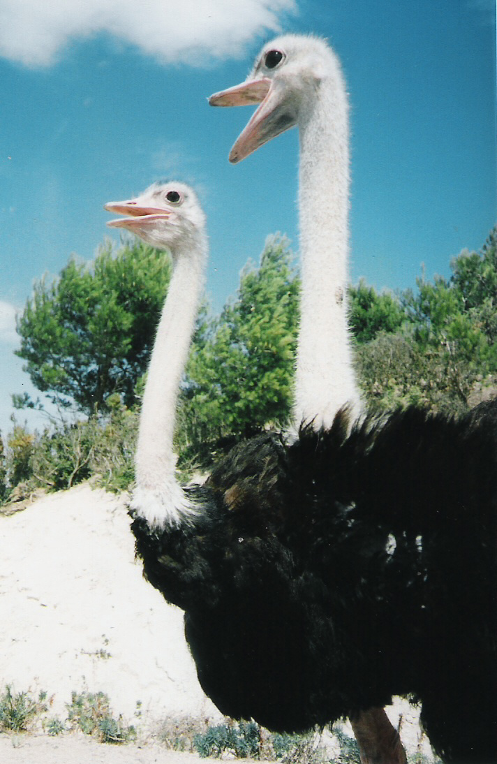 Fonds d'cran Animaux Oiseaux - Autruches et Emeus Autruches