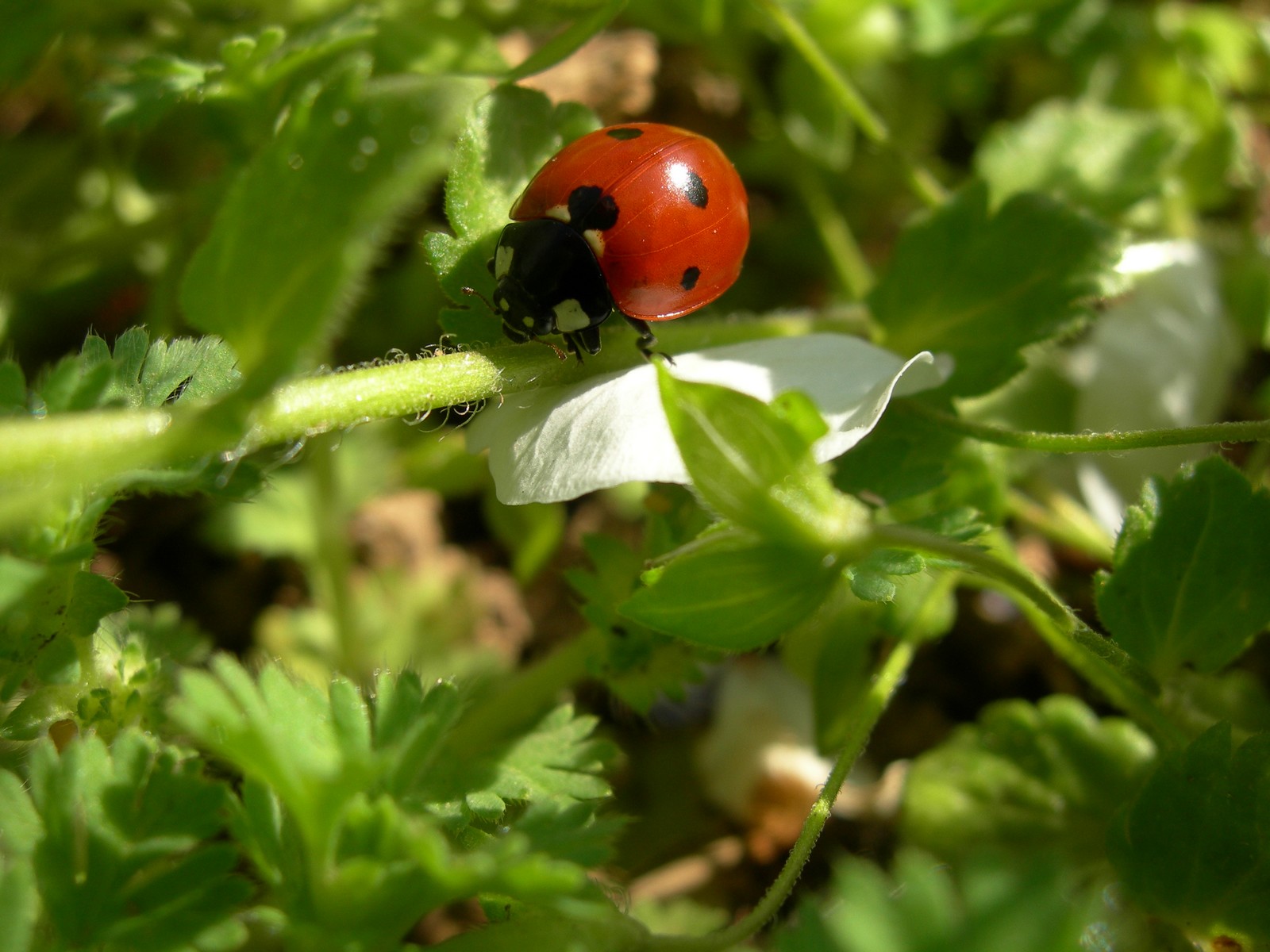 Wallpapers Animals Insects - Ladybugs 