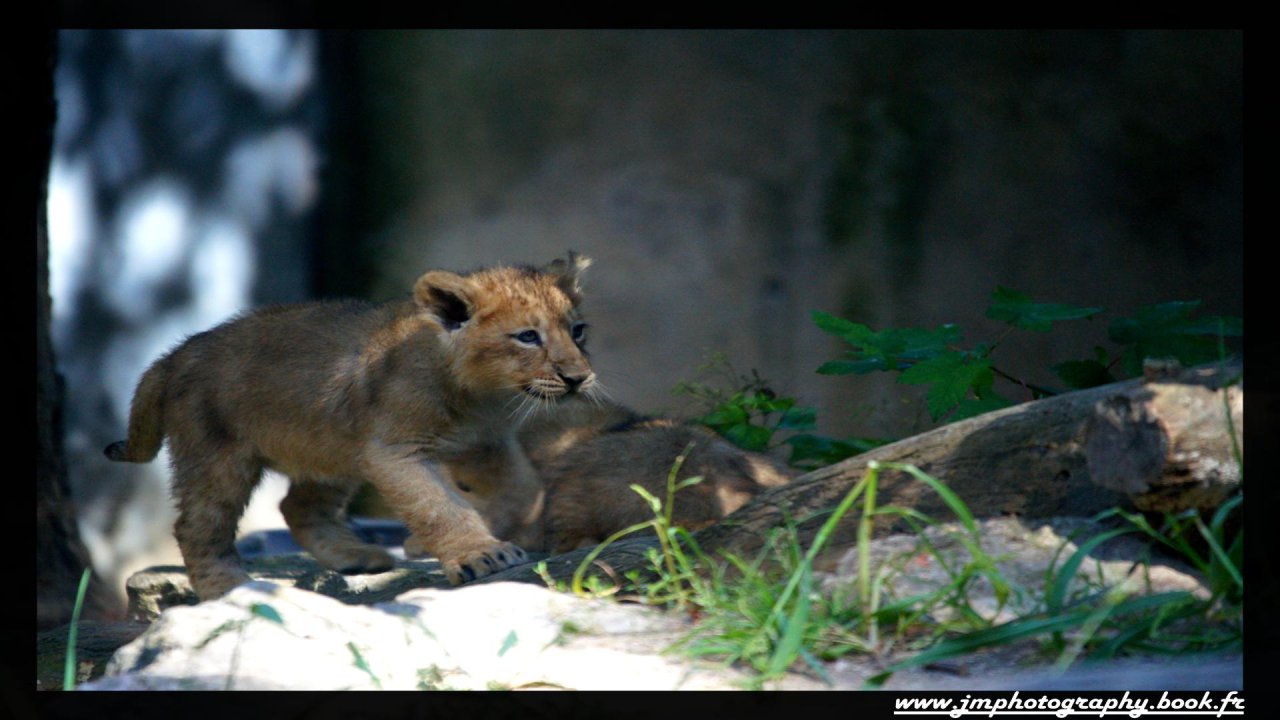 Wallpapers Animals Felines - Lions lionceau zoo de mulhouse