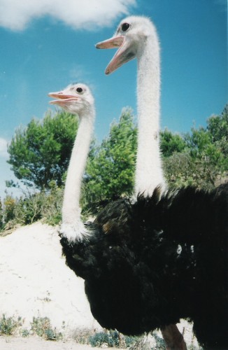 Wallpapers Animals Birds - Ostriches and Emus Autruches