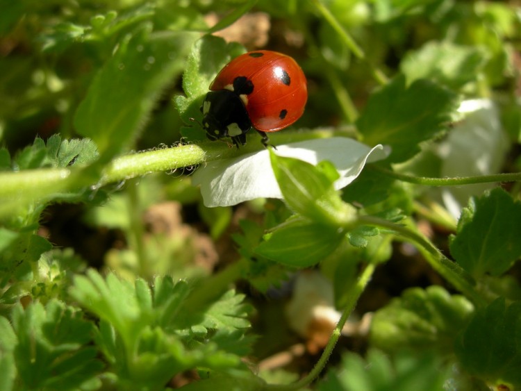 Wallpapers Animals Insects - Ladybugs Wallpaper N267718