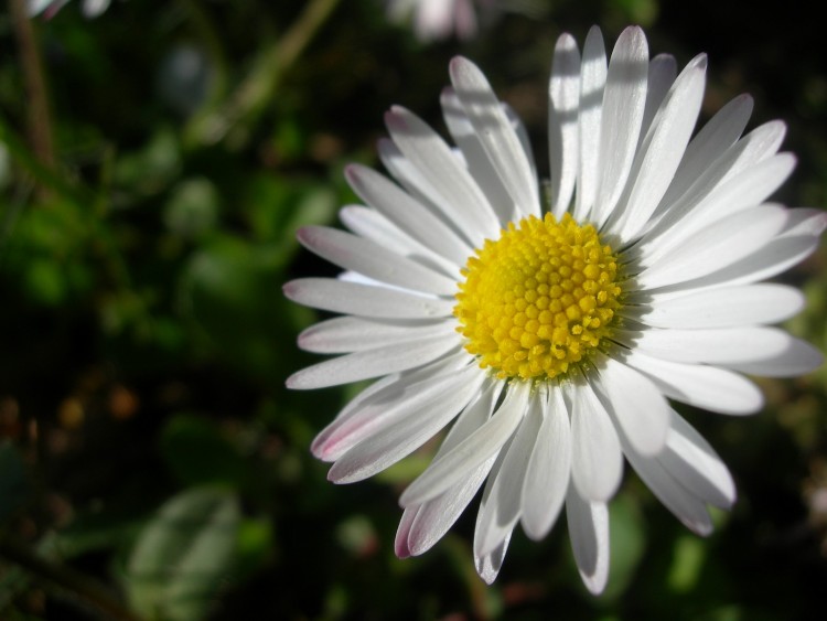 Fonds d'cran Nature Fleurs Marguerite