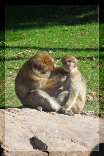 Wallpapers Animals Monkeys Wallpaper N267746