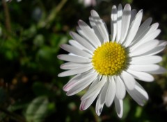 Wallpapers Nature Marguerite