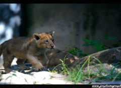 Wallpapers Animals lionceau zoo de mulhouse