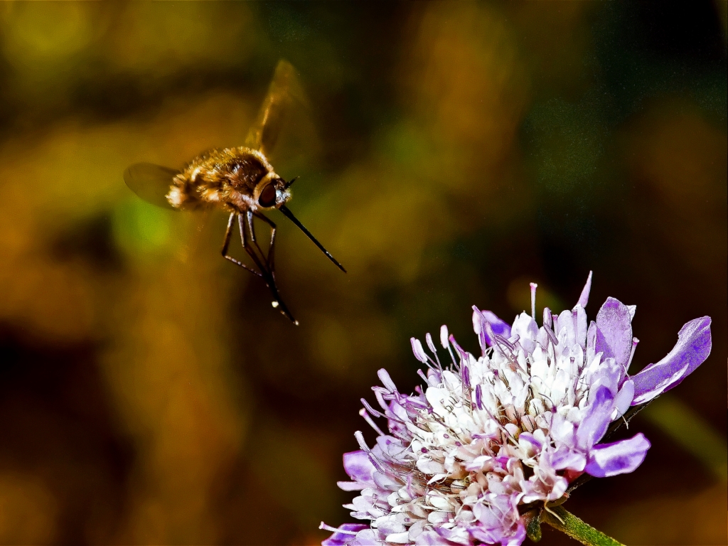 Fonds d'cran Animaux Insectes - Bombyles le bombyle et la fleur