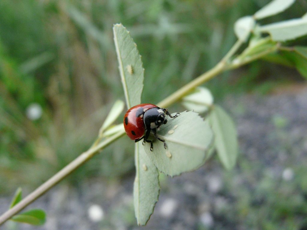 Wallpapers Animals Insects - Ladybugs coccinelle