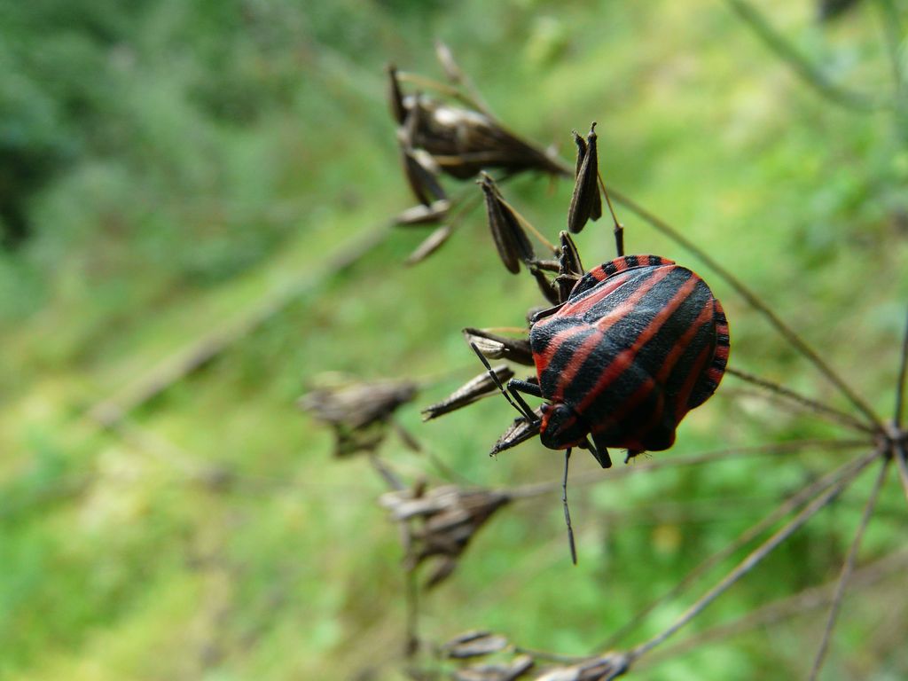 Fonds d'cran Animaux Insectes - Fourmis insectes