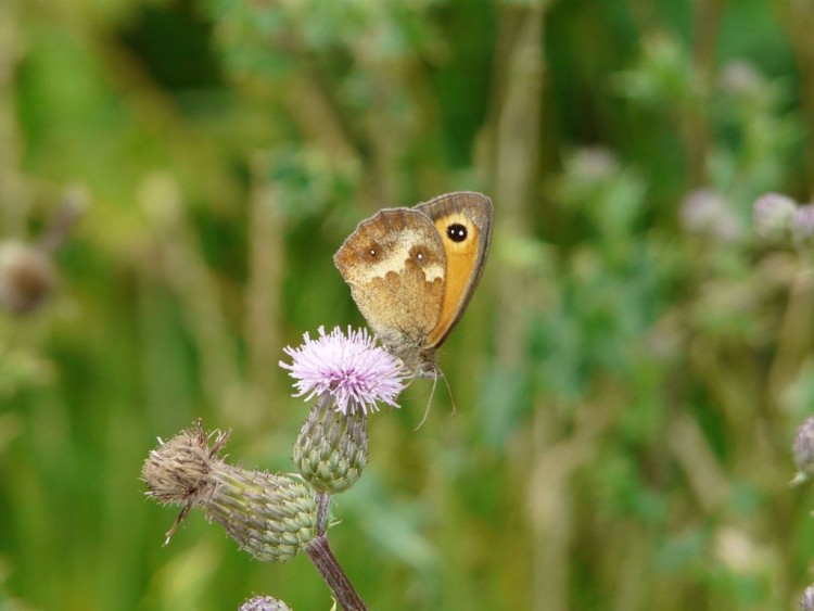 Fonds d'cran Animaux Insectes - Papillons papillons