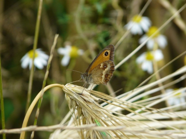 Wallpapers Animals Insects - Butterflies papillons