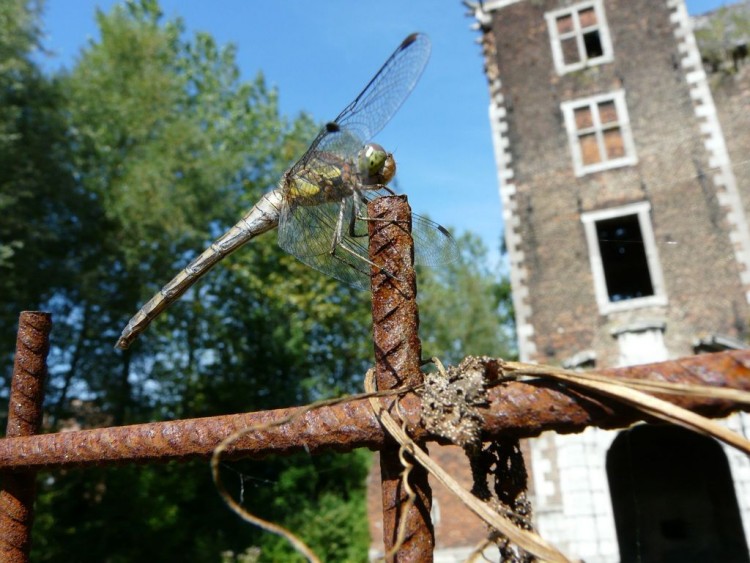 Fonds d'cran Animaux Insectes - Libellules libellules