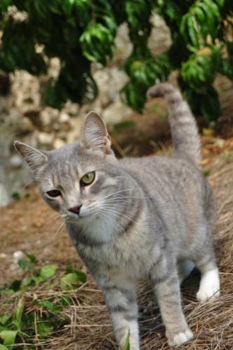 Fonds d'cran Animaux Chats - Chatons Wallpaper N267809