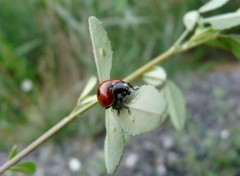 Fonds d'cran Animaux coccinelle