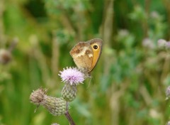 Fonds d'cran Animaux papillons